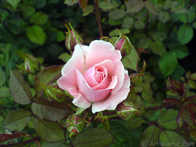 Pink rose photo. <i>(Family: Rosaceae, Species: Rosa)</i> <br>Photo Date: May 2007, Location: Turkey/Tekirdag, By: Artislamic.com