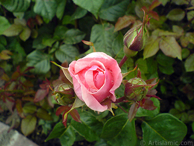 Pink rose photo. <i>(Family: Rosaceae, Species: Rosa)</i> <br>Photo Date: May 2007, Location: Turkey/Tekirdag, By: Artislamic.com