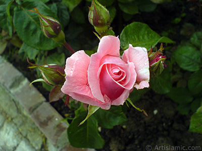 Pink rose photo. <i>(Family: Rosaceae, Species: Rosa)</i> <br>Photo Date: May 2007, Location: Turkey/Tekirdag, By: Artislamic.com