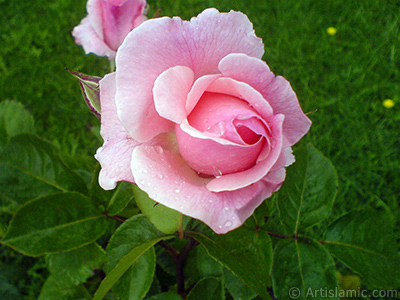 Pink rose photo. <i>(Family: Rosaceae, Species: Rosa)</i> <br>Photo Date: May 2007, Location: Turkey/Tekirdag, By: Artislamic.com