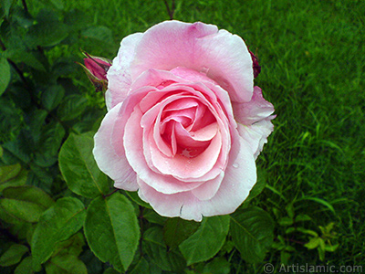 Pink rose photo. <i>(Family: Rosaceae, Species: Rosa)</i> <br>Photo Date: May 2007, Location: Turkey/Tekirdag, By: Artislamic.com