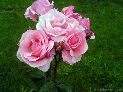 Yediveren pembe gllerin resmi. <i>(Ailesi: Rosaceae, Tr: Rosa)</i> <br>ekim Tarihi: Mays 2007, Yer: Tekirda, Fotoraf: islamiSanat.net