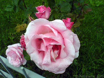 Yamur sonras farkl tonlarda pembe gllerin resmi. <i>(Ailesi: Rosaceae, Tr: Rosa)</i> <br>ekim Tarihi: Mays 2007, Yer: Tekirda, Fotoraf: islamiSanat.net