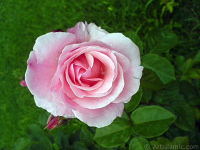 Pink rose photo. <i>(Family: Rosaceae, Species: Rosa)</i> <br>Photo Date: May 2007, Location: Turkey/Tekirdag, By: Artislamic.com