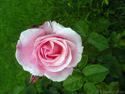 Pink rose photo. <i>(Family: Rosaceae, Species: Rosa)</i> <br>Photo Date: May 2007, Location: Turkey/Tekirdag, By: Artislamic.com