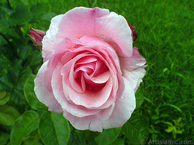 Pink rose photo. <i>(Family: Rosaceae, Species: Rosa)</i> <br>Photo Date: May 2007, Location: Turkey/Tekirdag, By: Artislamic.com