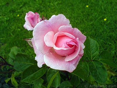 Pink rose photo. <i>(Family: Rosaceae, Species: Rosa)</i> <br>Photo Date: May 2007, Location: Turkey/Tekirdag, By: Artislamic.com