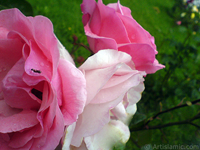 Pink rose photo. <i>(Family: Rosaceae, Species: Rosa)</i> <br>Photo Date: May 2007, Location: Turkey/Tekirdag, By: Artislamic.com