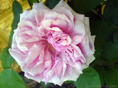 Pink rose photo. <i>(Family: Rosaceae, Species: Rosa)</i> <br>Photo Date: May 2007, Location: Turkey/Sakarya, By: Artislamic.com