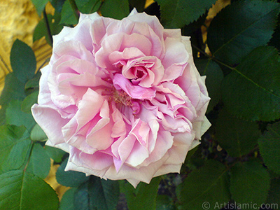 Pink rose photo. <i>(Family: Rosaceae, Species: Rosa)</i> <br>Photo Date: May 2007, Location: Turkey/Sakarya, By: Artislamic.com