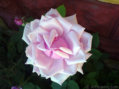 Pink rose photo. <i>(Family: Rosaceae, Species: Rosa)</i> <br>Photo Date: May 2007, Location: Turkey/Sakarya, By: Artislamic.com