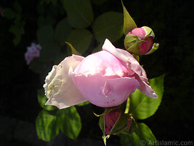 Pink rose photo. <i>(Family: Rosaceae, Species: Rosa)</i> <br>Photo Date: May 2007, Location: Turkey/Sakarya, By: Artislamic.com