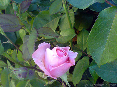 Pink rose photo. <i>(Family: Rosaceae, Species: Rosa)</i> <br>Photo Date: May 2007, Location: Turkey/Sakarya, By: Artislamic.com