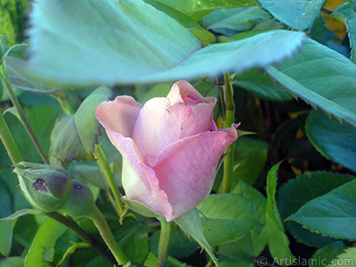 Pink rose photo. <i>(Family: Rosaceae, Species: Rosa)</i> <br>Photo Date: May 2007, Location: Turkey/Sakarya, By: Artislamic.com