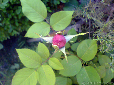 Pink rose photo. <i>(Family: Rosaceae, Species: Rosa)</i> <br>Photo Date: May 2007, Location: Turkey/Sakarya, By: Artislamic.com