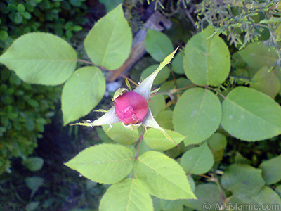 Pembe gl resmi. <i>(Ailesi: Rosaceae, Tr: Rosa)</i> <br>ekim Tarihi: Mays 2007, Yer: Sakarya, Fotoraf: islamiSanat.net