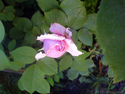 Pink rose photo. <i>(Family: Rosaceae, Species: Rosa)</i> <br>Photo Date: May 2007, Location: Turkey/Sakarya, By: Artislamic.com