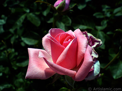 Pink rose photo. <i>(Family: Rosaceae, Species: Rosa)</i> <br>Photo Date: June 2007, Location: Turkey/Sakarya, By: Artislamic.com