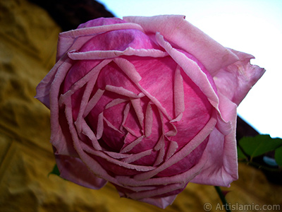 Pink rose photo. <i>(Family: Rosaceae, Species: Rosa)</i> <br>Photo Date: November 2007, Location: Turkey/Sakarya, By: Artislamic.com