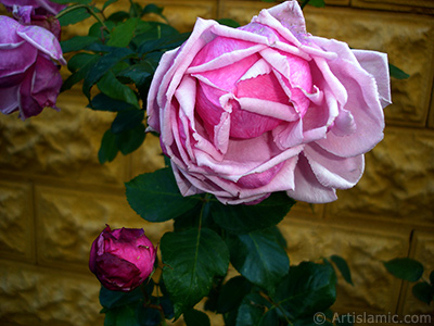 Pink rose photo. <i>(Family: Rosaceae, Species: Rosa)</i> <br>Photo Date: November 2007, Location: Turkey/Sakarya, By: Artislamic.com