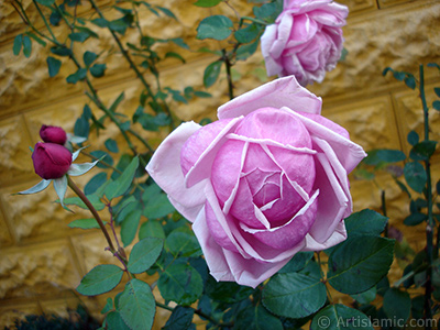 Pink rose photo. <i>(Family: Rosaceae, Species: Rosa)</i> <br>Photo Date: November 2007, Location: Turkey/Sakarya, By: Artislamic.com