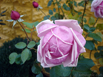 Pink rose photo. <i>(Family: Rosaceae, Species: Rosa)</i> <br>Photo Date: November 2007, Location: Turkey/Sakarya, By: Artislamic.com