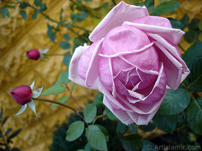 Pink rose photo. <i>(Family: Rosaceae, Species: Rosa)</i> <br>Photo Date: November 2007, Location: Turkey/Sakarya, By: Artislamic.com