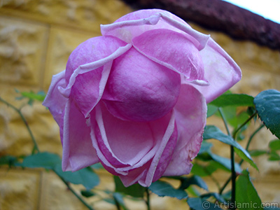 Pink rose photo. <i>(Family: Rosaceae, Species: Rosa)</i> <br>Photo Date: November 2007, Location: Turkey/Sakarya, By: Artislamic.com