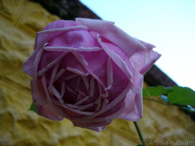 Pink rose photo. <i>(Family: Rosaceae, Species: Rosa)</i> <br>Photo Date: November 2007, Location: Turkey/Sakarya, By: Artislamic.com