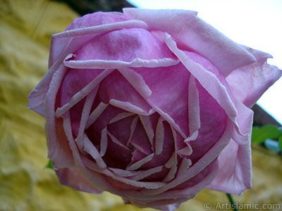 Pink rose photo. <i>(Family: Rosaceae, Species: Rosa)</i> <br>Photo Date: November 2007, Location: Turkey/Sakarya, By: Artislamic.com