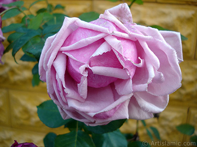 Pink rose photo. <i>(Family: Rosaceae, Species: Rosa)</i> <br>Photo Date: November 2007, Location: Turkey/Sakarya, By: Artislamic.com