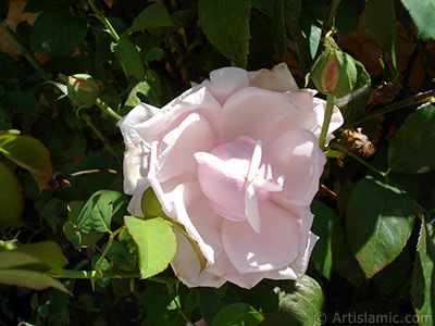 Pink rose photo. <i>(Family: Rosaceae, Species: Rosa)</i> <br>Photo Date: August 2007, Location: Turkey/Sakarya, By: Artislamic.com