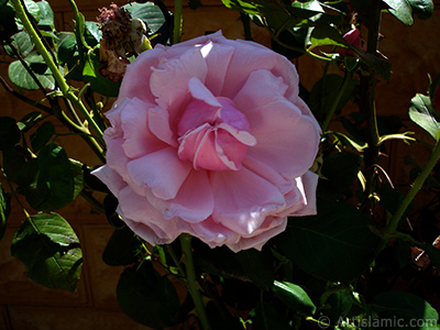 Pink rose photo. <i>(Family: Rosaceae, Species: Rosa)</i> <br>Photo Date: August 2007, Location: Turkey/Sakarya, By: Artislamic.com