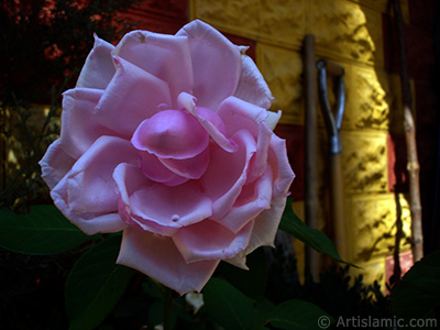 Pink rose photo. <i>(Family: Rosaceae, Species: Rosa)</i> <br>Photo Date: August 2007, Location: Turkey/Sakarya, By: Artislamic.com