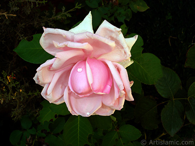 Pink rose photo. <i>(Family: Rosaceae, Species: Rosa)</i> <br>Photo Date: August 2007, Location: Turkey/Sakarya, By: Artislamic.com