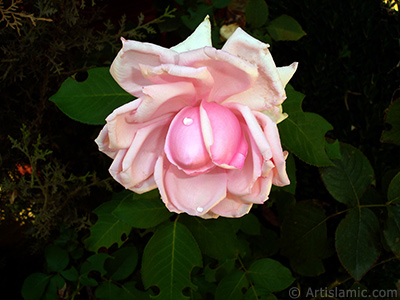 Pink rose photo. <i>(Family: Rosaceae, Species: Rosa)</i> <br>Photo Date: August 2007, Location: Turkey/Sakarya, By: Artislamic.com
