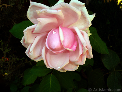 Pink rose photo. <i>(Family: Rosaceae, Species: Rosa)</i> <br>Photo Date: August 2007, Location: Turkey/Sakarya, By: Artislamic.com