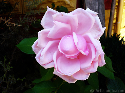 Pink rose photo. <i>(Family: Rosaceae, Species: Rosa)</i> <br>Photo Date: August 2007, Location: Turkey/Sakarya, By: Artislamic.com