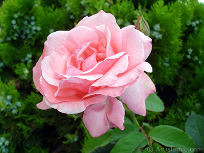 Pink rose photo. <i>(Family: Rosaceae, Species: Rosa)</i> <br>Photo Date: July 2007, Location: Turkey/Sakarya, By: Artislamic.com