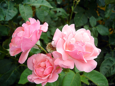 Pink rose photo. <i>(Family: Rosaceae, Species: Rosa)</i> <br>Photo Date: July 2007, Location: Turkey/Sakarya, By: Artislamic.com