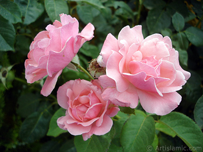 Pink rose photo. <i>(Family: Rosaceae, Species: Rosa)</i> <br>Photo Date: July 2007, Location: Turkey/Sakarya, By: Artislamic.com