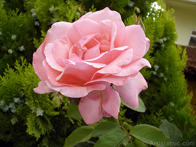 Pink rose photo. <i>(Family: Rosaceae, Species: Rosa)</i> <br>Photo Date: July 2007, Location: Turkey/Sakarya, By: Artislamic.com
