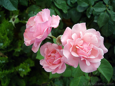 Pink rose photo. <i>(Family: Rosaceae, Species: Rosa)</i> <br>Photo Date: July 2007, Location: Turkey/Sakarya, By: Artislamic.com