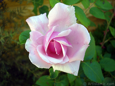 Pink rose photo. <i>(Family: Rosaceae, Species: Rosa)</i> <br>Photo Date: May 2007, Location: Turkey/Sakarya, By: Artislamic.com