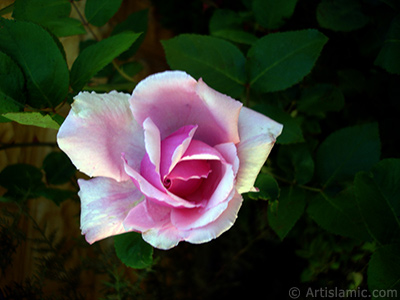 Pembe gl resmi. <i>(Ailesi: Rosaceae, Tr: Rosa)</i> <br>ekim Tarihi: Mays 2007, Yer: Sakarya, Fotoraf: islamiSanat.net