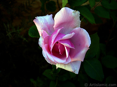 Pink rose photo. <i>(Family: Rosaceae, Species: Rosa)</i> <br>Photo Date: May 2007, Location: Turkey/Sakarya, By: Artislamic.com