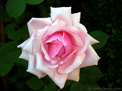 Pink rose photo. <i>(Family: Rosaceae, Species: Rosa)</i> <br>Photo Date: May 2007, Location: Turkey/Sakarya, By: Artislamic.com