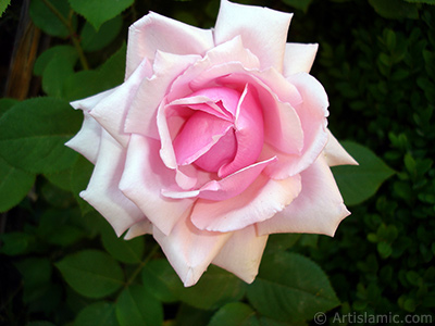 Pink rose photo. <i>(Family: Rosaceae, Species: Rosa)</i> <br>Photo Date: May 2007, Location: Turkey/Sakarya, By: Artislamic.com