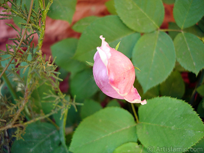 Pink rose photo. <i>(Family: Rosaceae, Species: Rosa)</i> <br>Photo Date: May 2007, Location: Turkey/Sakarya, By: Artislamic.com