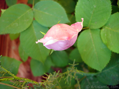 Pink rose photo. <i>(Family: Rosaceae, Species: Rosa)</i> <br>Photo Date: May 2007, Location: Turkey/Sakarya, By: Artislamic.com